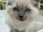 Belle's Kitten 1 - Ragdoll Kitten For Sale - 