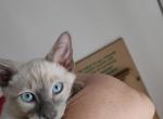 Romeo - Siamese Kitten For Sale - IL, US