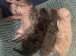 Scythe Litter - Persian Kitten For Sale - Doniphan, MO, US