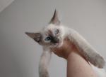 Dalton - Balinese Kitten For Sale - IL, US