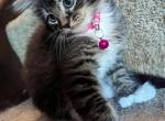 Maine Coone Kitties - Maine Coon Kitten For Sale - 