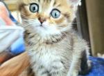 Bruce - British Shorthair Kitten For Sale - New York, NY, US