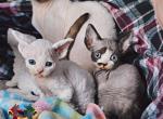 Yukimi - Devon Rex Kitten For Sale - Spokane, WA, US