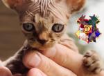 Digimon - Devon Rex Kitten For Sale - Spokane, WA, US