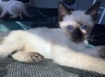 Maddie - Siamese Kitten For Sale - Philadelphia, PA, US