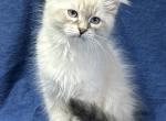 Ash - Siberian Kitten For Sale - 