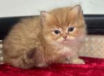 Tofu - British Shorthair Kitten For Sale - Englewood, CO, US