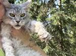 Silver cute - Maine Coon Cat For Sale - 