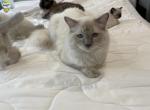 Casper - Ragdoll Cat For Sale - Wakefield, MA, US