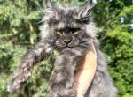 Black smoke doll - Maine Coon Kitten For Sale - Crystal Lake, IL, US