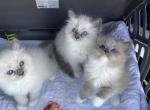Coco 1 st - Ragdoll Kitten For Sale - Wakefield, MA, US