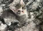 Tom - British Shorthair Kitten For Sale - Miami, FL, US