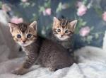 Bengal Scottish fold litter - Bengal Kitten For Sale - Los Angeles, CA, US
