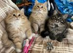 FirCountry Siberians - Siberian Kitten For Sale - 