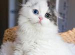 M O L L I E - Scottish Fold Kitten For Sale - Fontana, CA, US