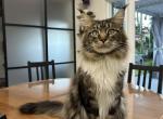 Vinzor - Maine Coon Cat For Sale - Hollywood, FL, US