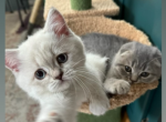 Up coming BSH litter - British Shorthair Kitten For Sale - San Diego, CA, US
