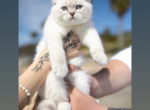 Up coming litter - Scottish Fold Kitten For Sale - San Diego, CA, US