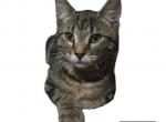 Silver Pixiebob female kitten - Pixie-Bob Kitten For Sale - Plainville, GA, US
