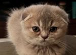 Gucci - Scottish Fold Kitten For Sale - Cape Coral, FL, US