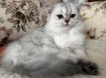 Fifi - Scottish Straight Kitten For Sale - Cape Coral, FL, US