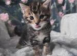 Bengal x Scottish fold kittens for sale - Bengal Kitten For Sale - Los Angeles, CA, US