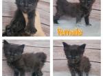 Hybrid female - Maine Coon Kitten For Sale - Monroe, MI, US