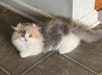 Daisys and Percys Munchkins - Minuet Kitten For Sale - 