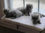 Peppers and Percys Minuets - Minuet Cat For Sale - 