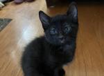The little bat - Siberian Kitten For Sale - Hopatcong, NJ, US