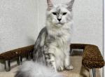 Millenium - Maine Coon Kitten For Sale - Brighton, CO, US