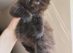 Boy black - Siberian Kitten For Sale - Brooklyn, NY, US