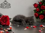 Bella - Siberian Kitten For Sale - Brooklyn, NY, US