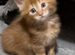 Gloria - Maine Coon Kitten For Sale - 