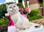 British shorthair Viola blue eyed little angel - British Shorthair Kitten For Sale - CA, US