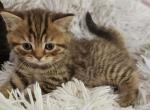 Dolce - British Shorthair Kitten For Sale - 