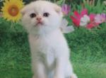 Loc in LA Xavier scottish fold with blue eyes - Scottish Fold Kitten For Sale - CA, US