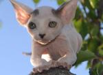 Amanda - Sphynx Kitten For Sale - Norwalk, CT, US