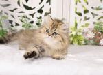 Orbie - Persian Kitten For Sale - Unionville, MO, US
