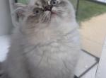 Leo - Persian Kitten For Sale - Tallahassee, FL, US