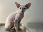 Adela White Brush Coat Peterbald - Peterbald Kitten For Sale