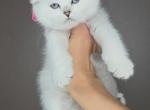 K - Scottish Fold Kitten For Sale - Westminster, MD, US