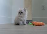 Mochi - Ragdoll Kitten For Sale - Saratoga Springs, UT, US