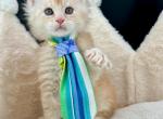 Cloudy - Maine Coon Kitten For Sale - Spokane, WA, US