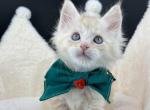 Clava - Maine Coon Kitten For Sale - Spokane, WA, US