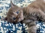 Daisys Litter Polydactyl - Maine Coon Kitten For Sale - 