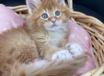 Foxy - Maine Coon Kitten For Sale - Spokane, WA, US