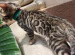 Stardust Bengal - Bengal Kitten For Sale - FL, US