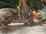 Peaches Bengal Girl - Bengal Kitten For Sale - FL, US