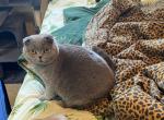 Gus - Scottish Fold Kitten For Sale - 